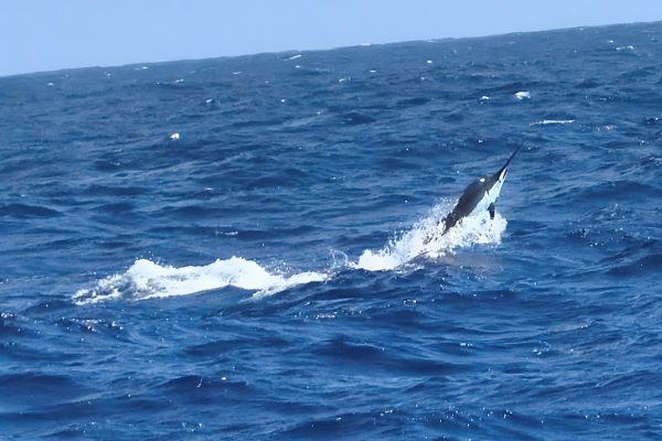 Blue Marlin in the Caribbean