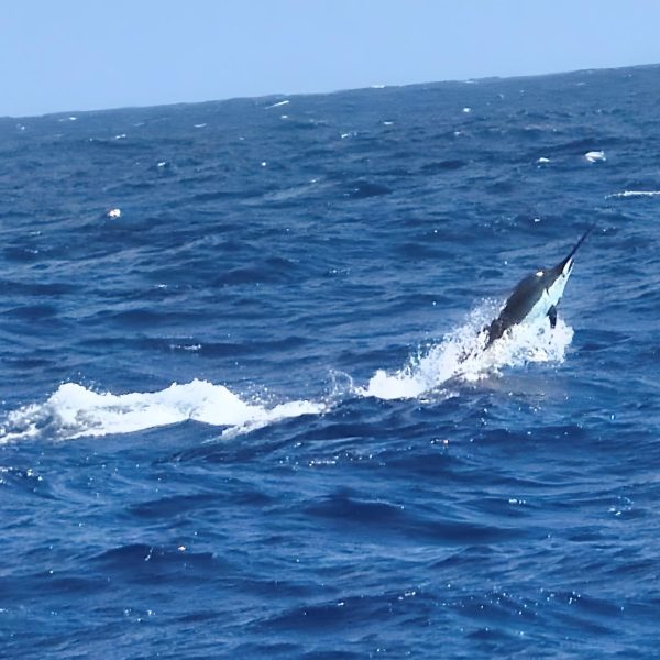 Blue Marlin in the Caribbean