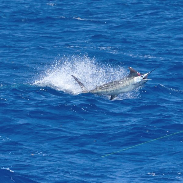 Marlin fishing in the Caribbean