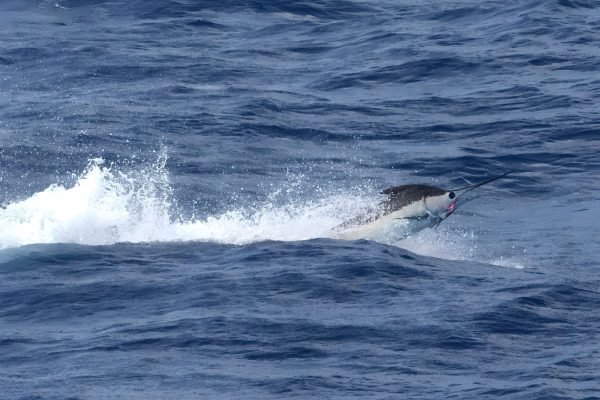 Marlin fishing in the Caribbean