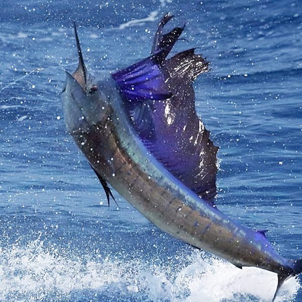 Sailfish leaping out of the sea in Stuart, FL